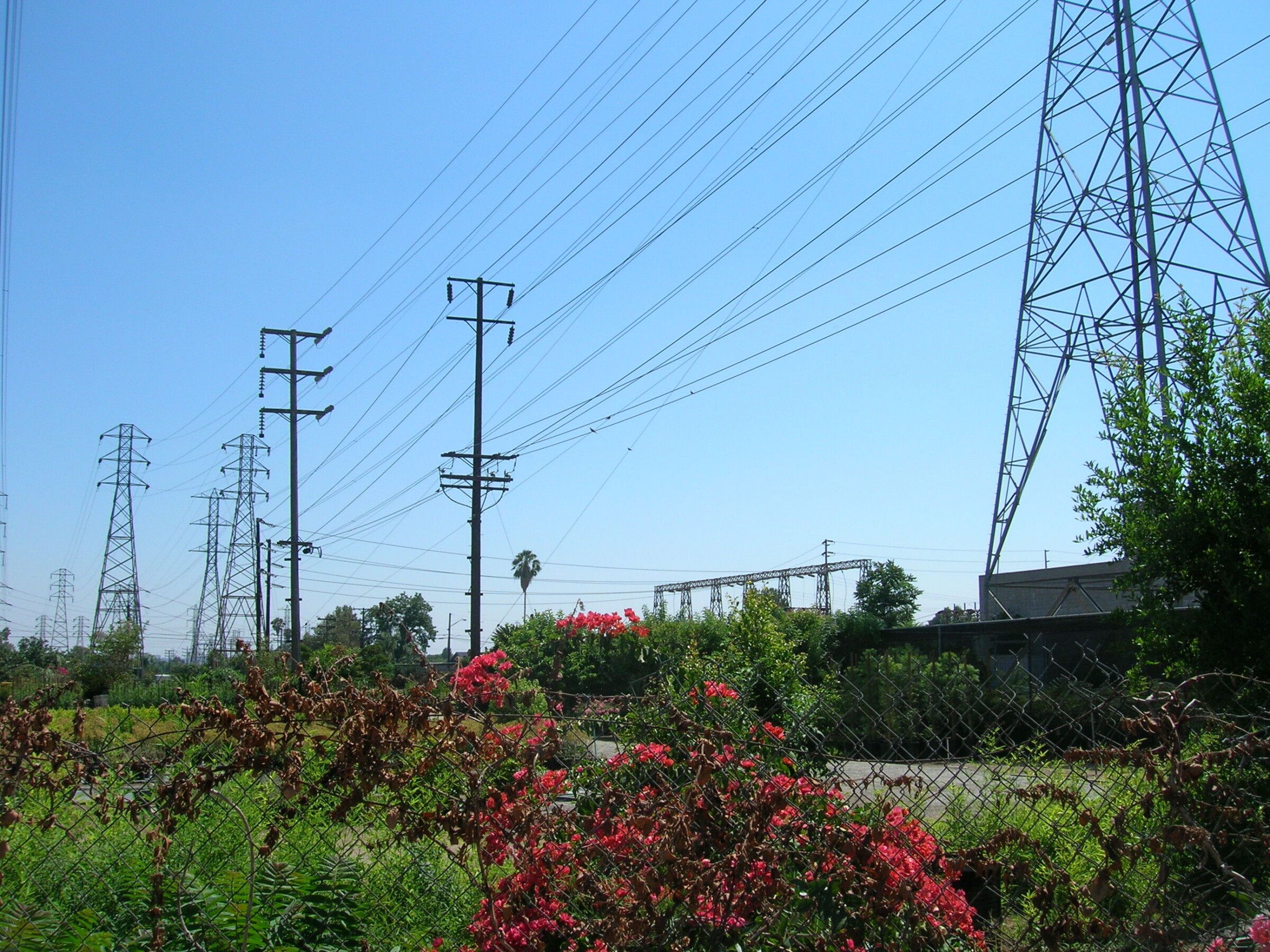 Several transmission lines shown with flowers and green vegetation under it.