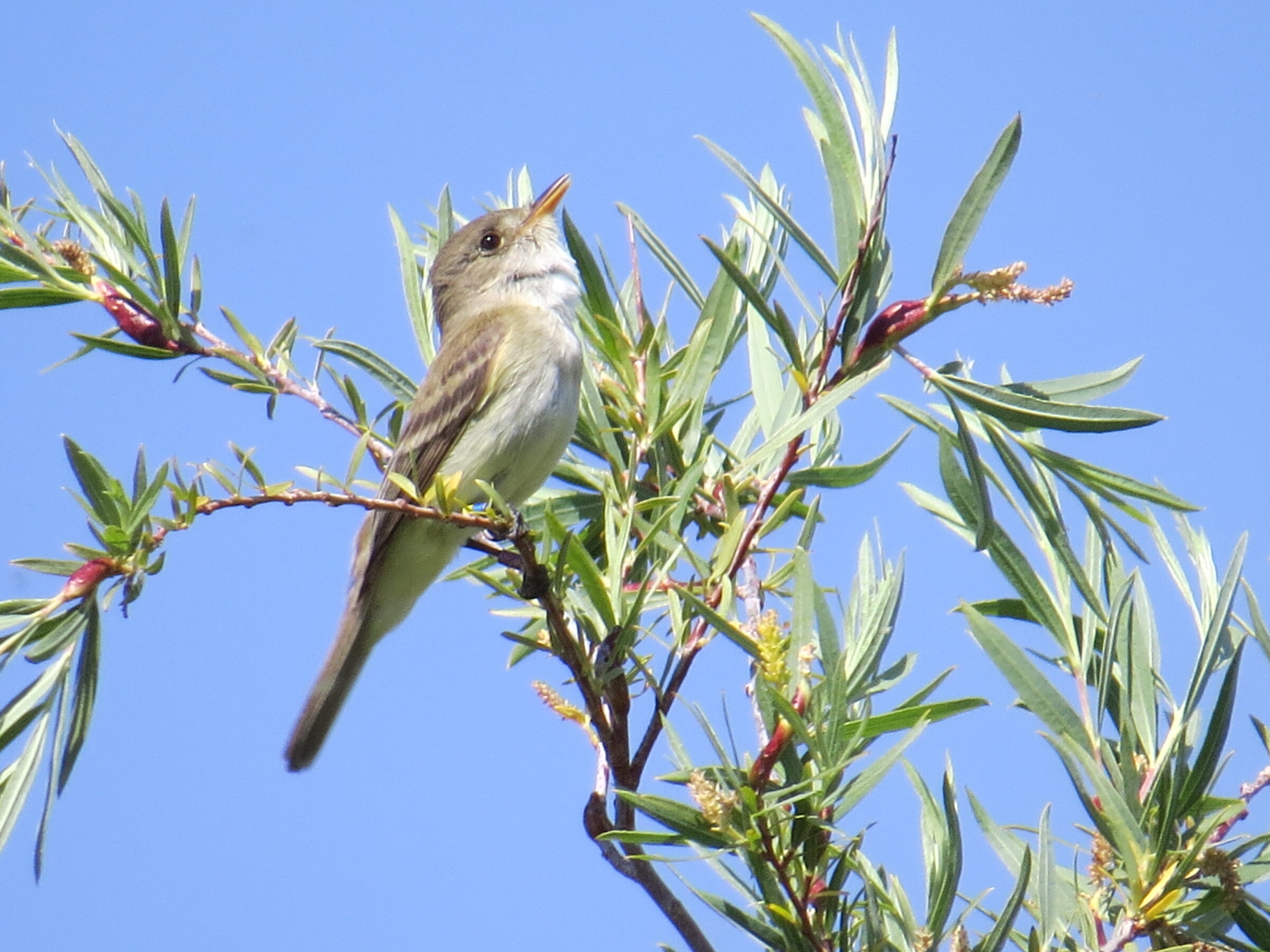 Southwestern Fly Catcher on a plant.