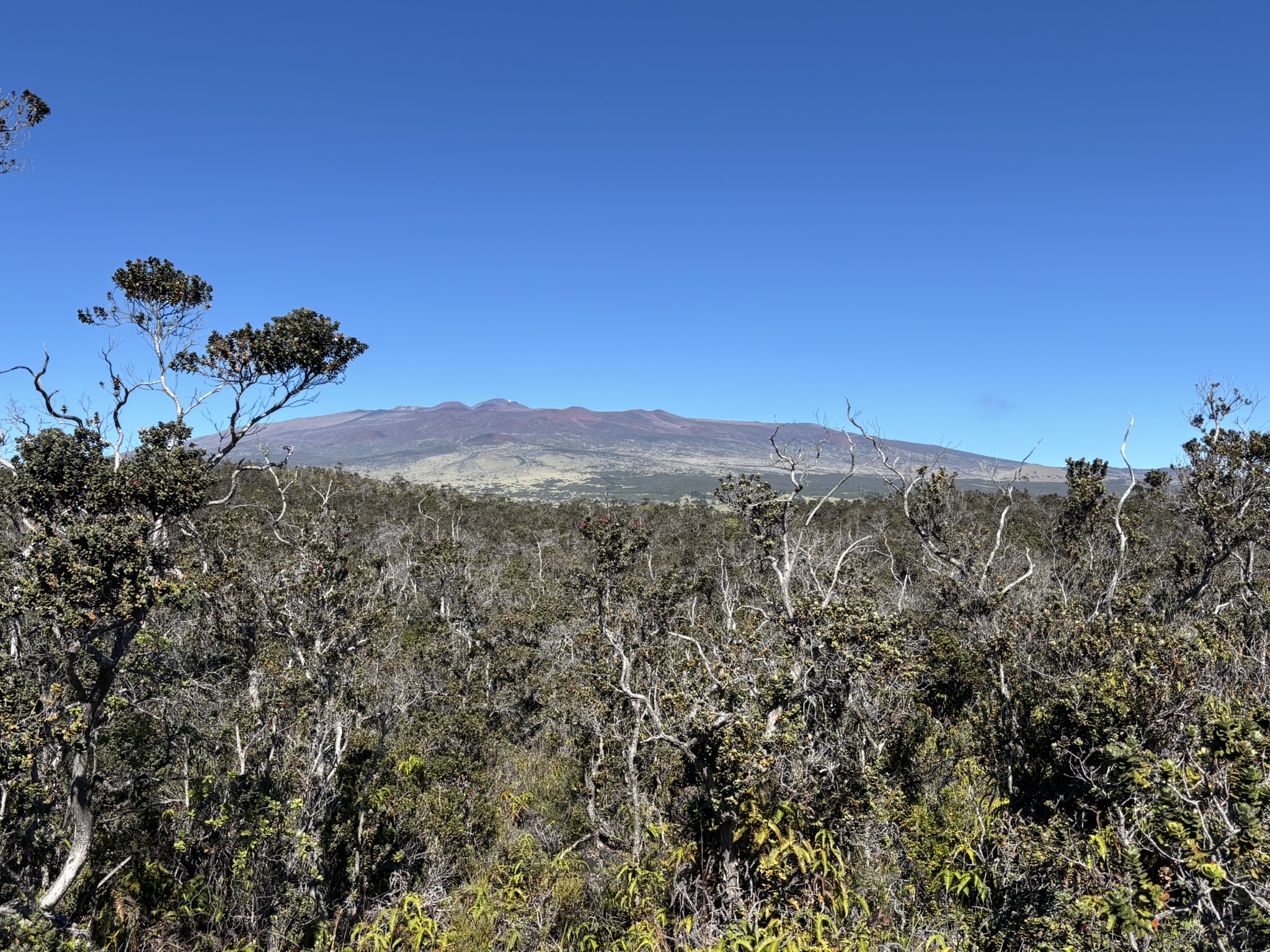 Mauna Kea, seen from the Kaulana Manu Nature Trail on Hawaiʻi Island.