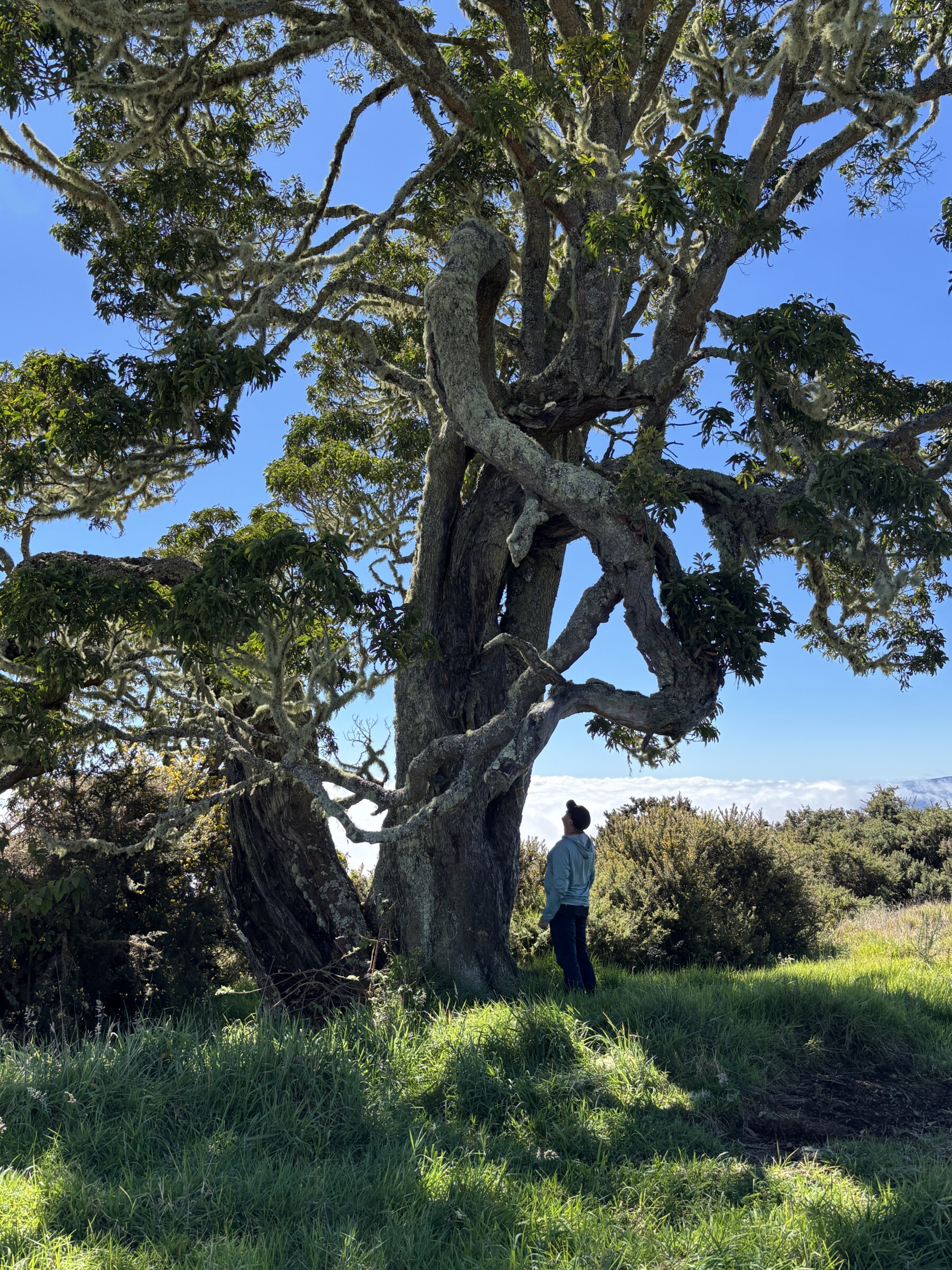 Ben Gager, examines a large koa tree (Acacia koa) on the slopes of Mauna Kea.