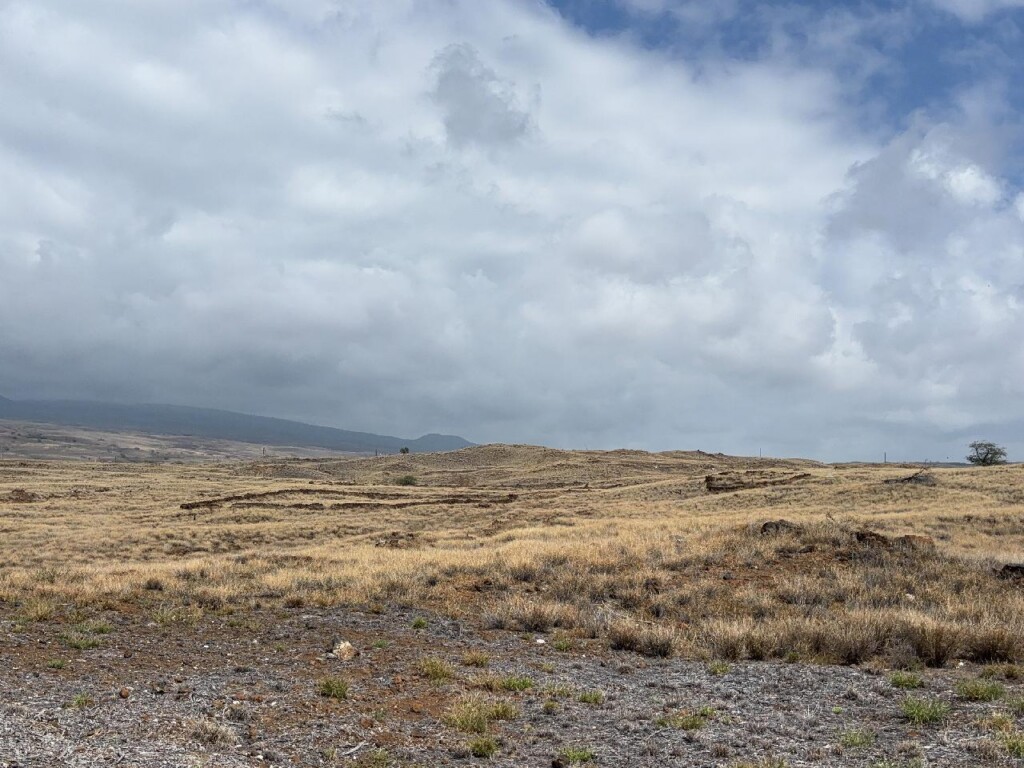 Fire-promoting grasses, such as fountain grass (Cenchrus setaceus) and buffelgrass (Cenchrus ciliaris), stretch to the horizon on the Kona side of Hawaiʻi Island.
