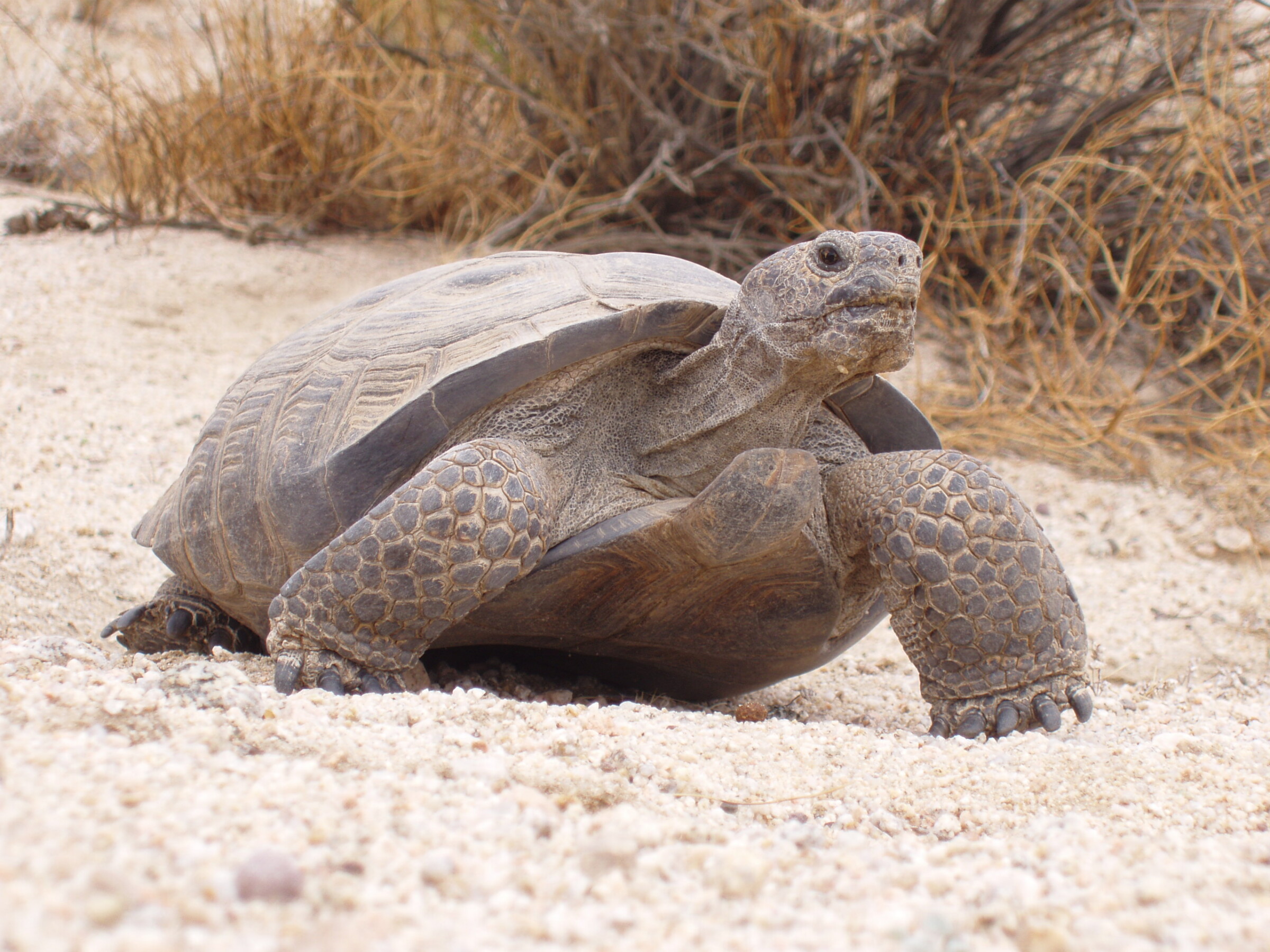 Desert Tortoise